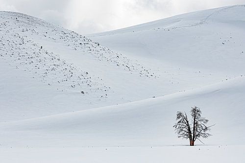 Eenzame bomen Hayden Valley