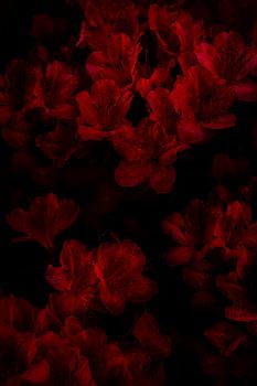 Motif floral azalée rouge. Texture macro de fleur de rhododendron sur