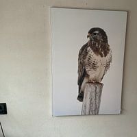 Photo de nos clients: Maeusebussard ( Buteo buteo ) sitzt im Winter auf einem verwitterten Zaunpfahl und schaut sich um, t par wunderbare Erde, sur ArtFrame