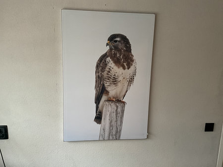 Common Buzzard ( Buteo buteo ) in winter, perched on a fence post, wildlife, Europe.