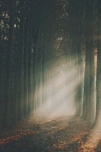 Licht