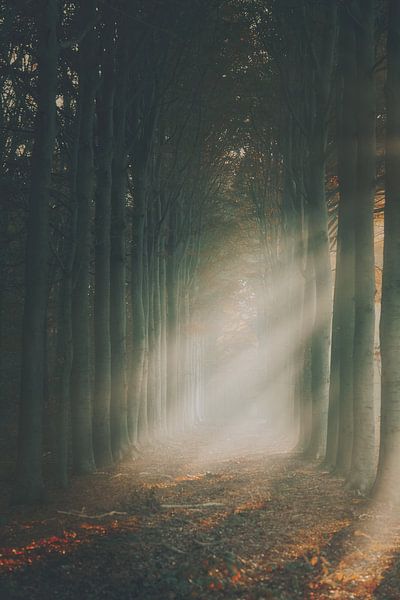Light by Rik Verslype
