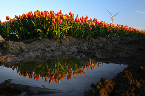 Tulips Reflected in a Field Puddle