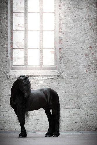 Cheval frison dans la fenêtre de l'église lumineuse
