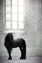 Fries paard in raamlicht kerk van Shirley van Lieshout thumbnail