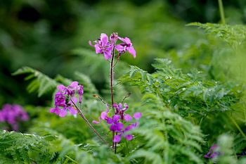 Paarse bloemen in het groen