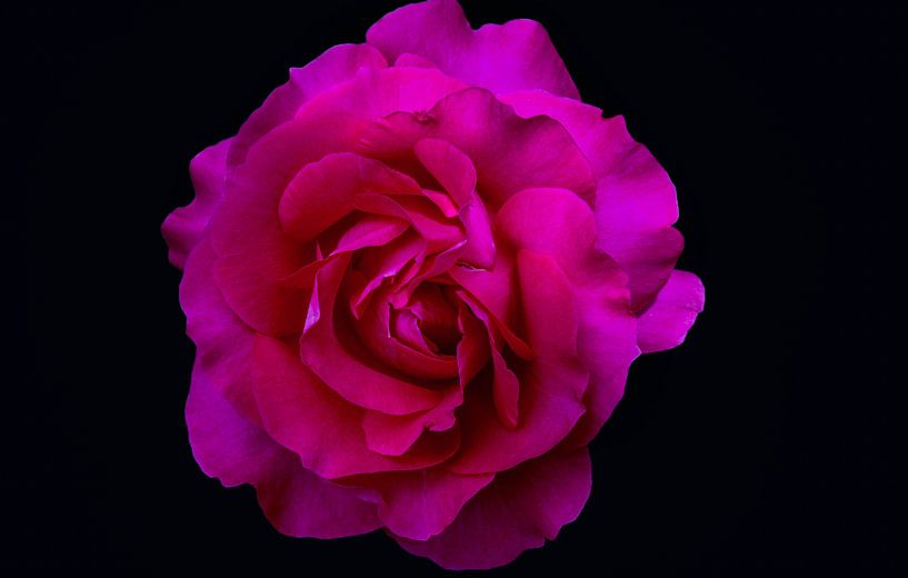 FLOR  PINK by FelixFelix Photo