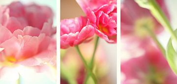 tulipes von fantasina