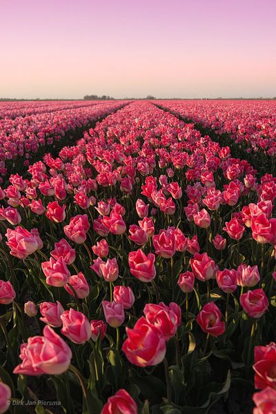 Pink Delight by Dirk Jan Piersma