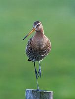 Black-tailed godwit