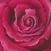 Pink Rose Pastellgemälde von Karen Kaspar