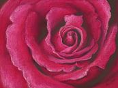 Pink Rose Pastellgemälde von Karen Kaspar Miniaturansicht