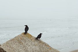 Deux corbeaux sur les blocs de Scheveningen Nord sur Anne Zwagers