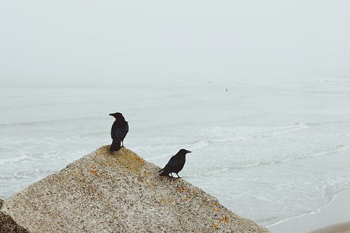 Zwei Krähen auf den Blöcken von Scheveningen Nord