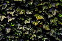 The Ivy League