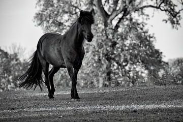 Black horse by Silvio Schoisswohl