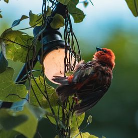 Klein vogeltje rustend op lampje by Dennis Kluytmans