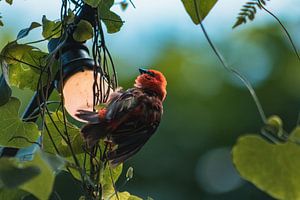 Klein vogeltje rustend op lampje von Dennis Kluytmans