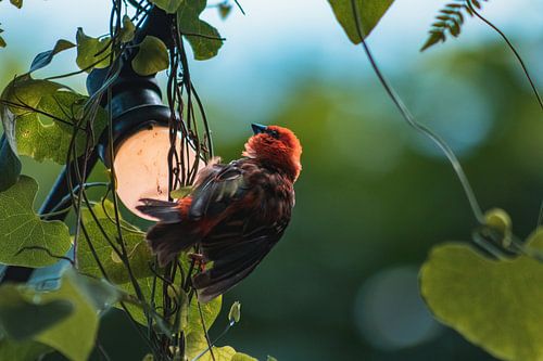 Klein vogeltje rustend op lampje sur Dennis Kluytmans