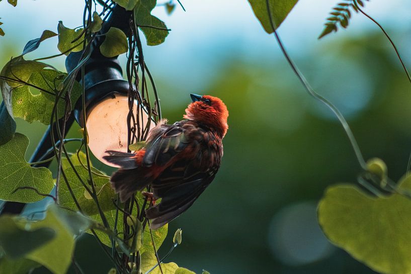 Klein vogeltje rustend op lampje van Dennis Kluytmans