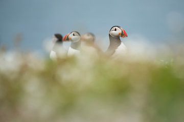 Puffinclub van Elles Rijsdijk