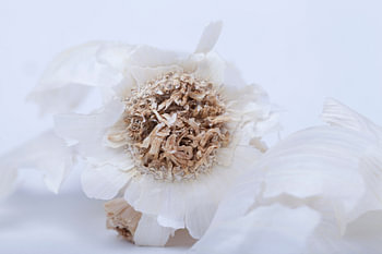 the heart of the garlic