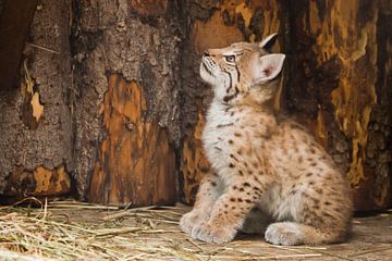 the vigorous little lynx kitten looks boldly and prepares to jump. by Michael Semenov