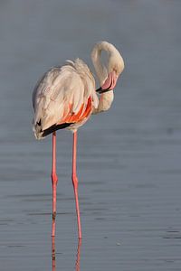 Rosaflamingo (Phoenicopterus roseus)