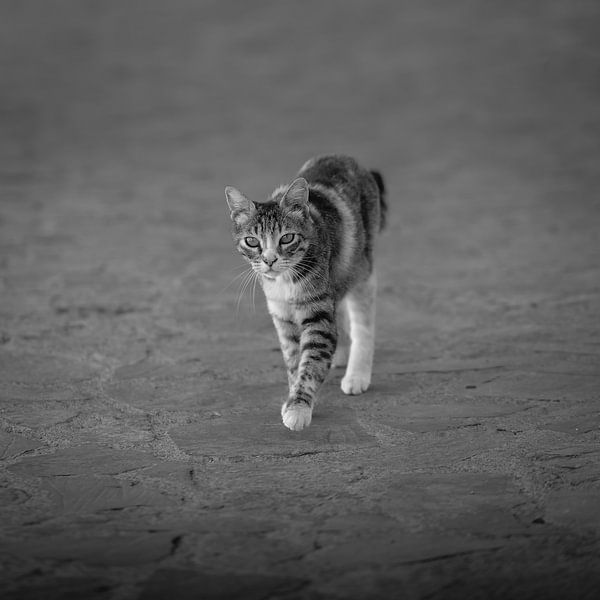 Porträt einer streunenden Katze von Mark Bolijn