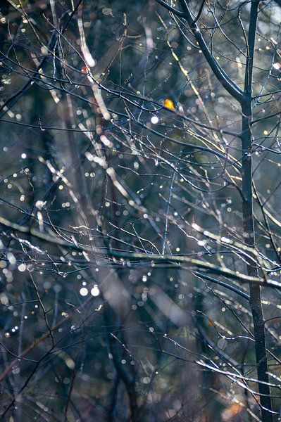 des gouttes d'eau après une nuit de gel sur les branches par Kevin Pluk