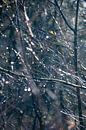 des gouttes d'eau après une nuit de gel sur les branches par Kevin Pluk Aperçu