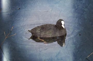 Abstracte fotografie | Portret | Meerkoet met weerspiegeling in het water