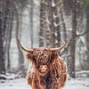 Porträt einer schottischen Highlander-Kuh in einem verschneiten Wald von Sjoerd van der Wal