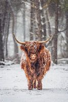Portret van een Schotse Hooglander koe in de sneeuw