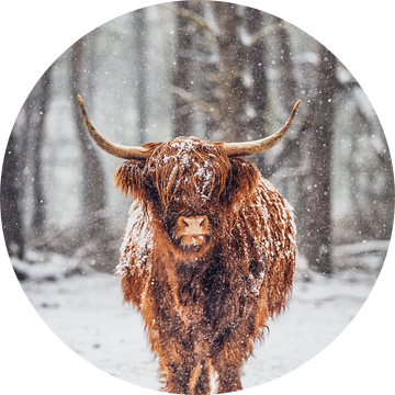 Portret van een Schotse Highlander koe in de sneeuw van Sjoerd van der Wal Fotografie