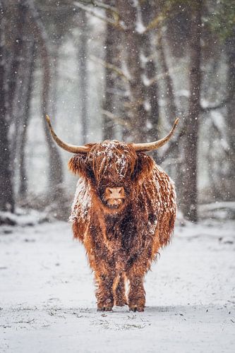 Portret van een Schotse Hooglander in de sneeuw