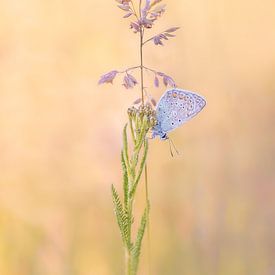 Icarusblauwtje bijna vliegklaar van Moetwil en van Dijk - Fotografie