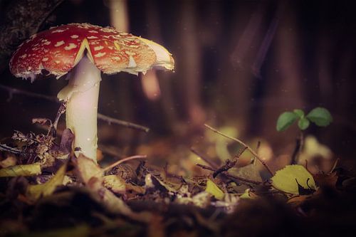 Mushrooms red with white dots