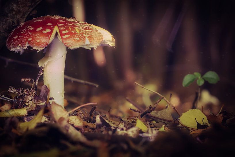 Champignons rouges à points blancs par Dolphie's Fotografie