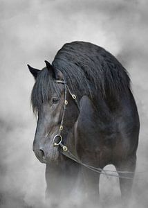 Pferd im Nebel
