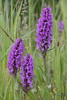 Rietorchis