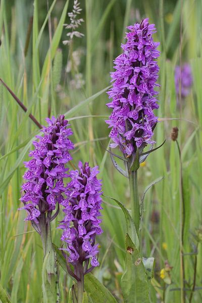 Rietorchis by Robert Wagter