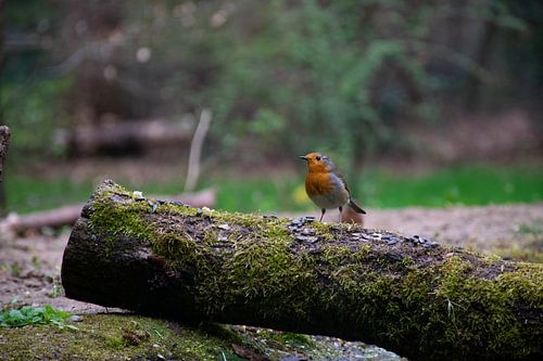 Roodborstje op bemoste boomstam