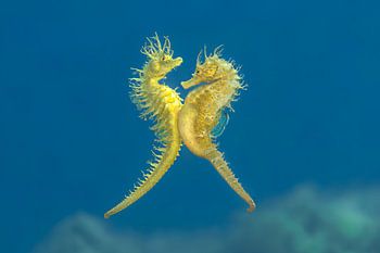 Tanz der Seepferdchen – Tamariu | Dance of the Seahorses