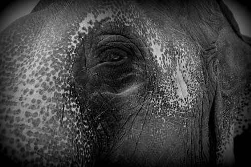 Elephant eye by Lou Wall
