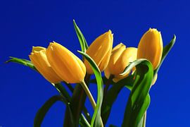 Still life with yellow tulips
