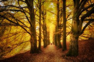 Herfstbomen in park Zypendaal sur Elroy Spelbos Fotografie