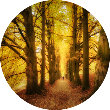 Herfstbomen in park Zypendaal van Elroy Spelbos Fotografie