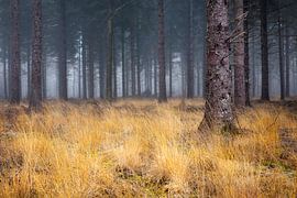 Yellow grass in foggy conifer forest by Peter Bolman
