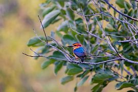 The Silent Beauty of the Kingfisher by Levi Van den Berg